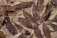 Banc de Poissons fossilisés